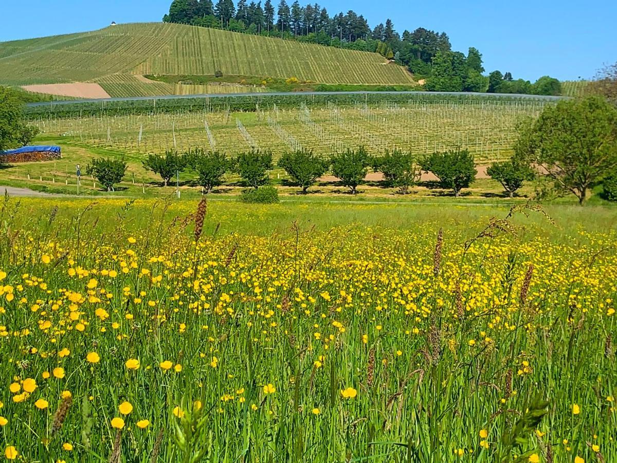 Winzerhof Maennle Appartement Oberkirch  Buitenkant foto